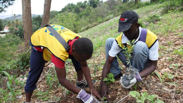 Haiti Hillside planting