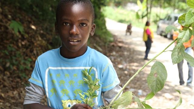Haiti Little boy plants