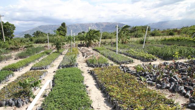 Haiti Tree Nursery
