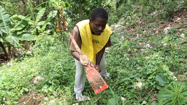 Haiti planting