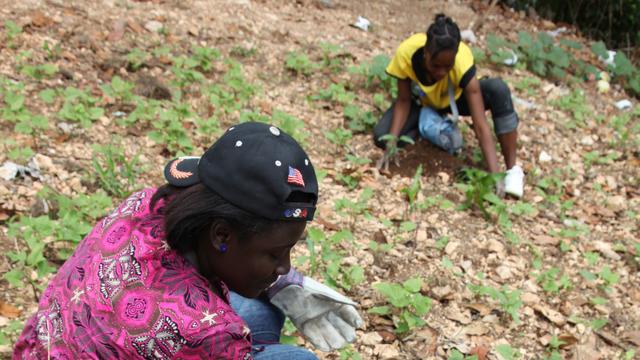 Haiti planting3 cropped