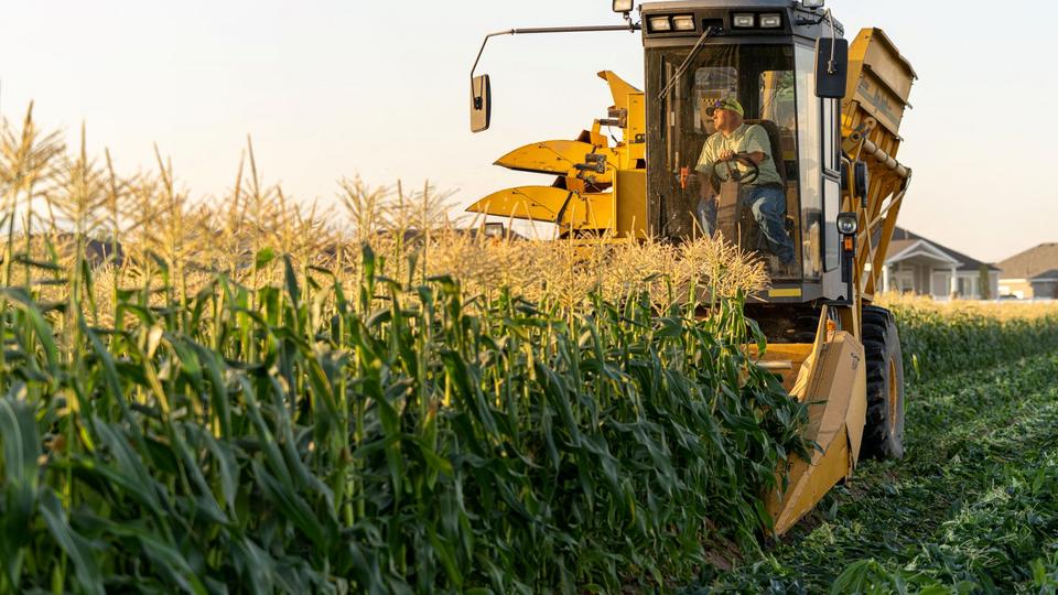 Farm to table: How field corn is harvested