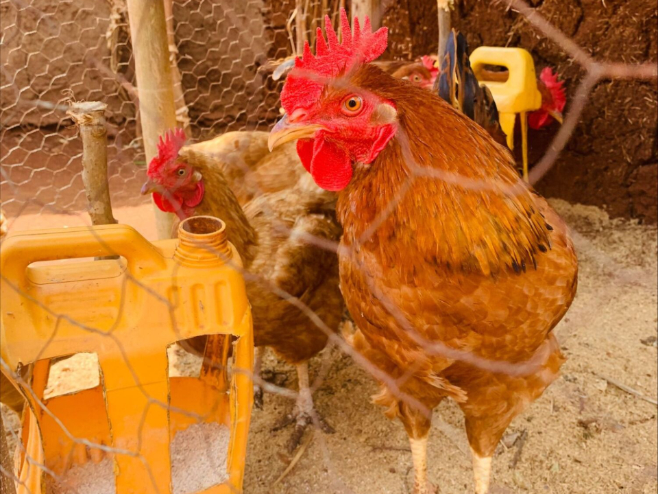 Poultry-Production-in-Ethiopia